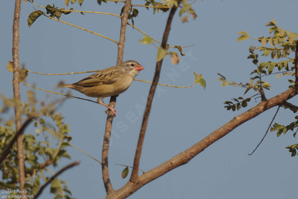 Travailleur à bec rouge mâle 2ème année, identification