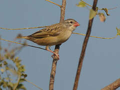 Red-billed Quelea