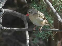 Red-billed Quelea