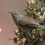 Bewick's Wren