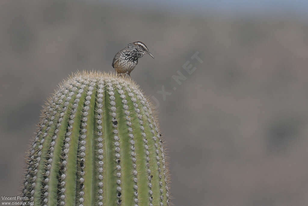 Cactus Wrenadult, habitat