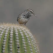 Cactus Wren