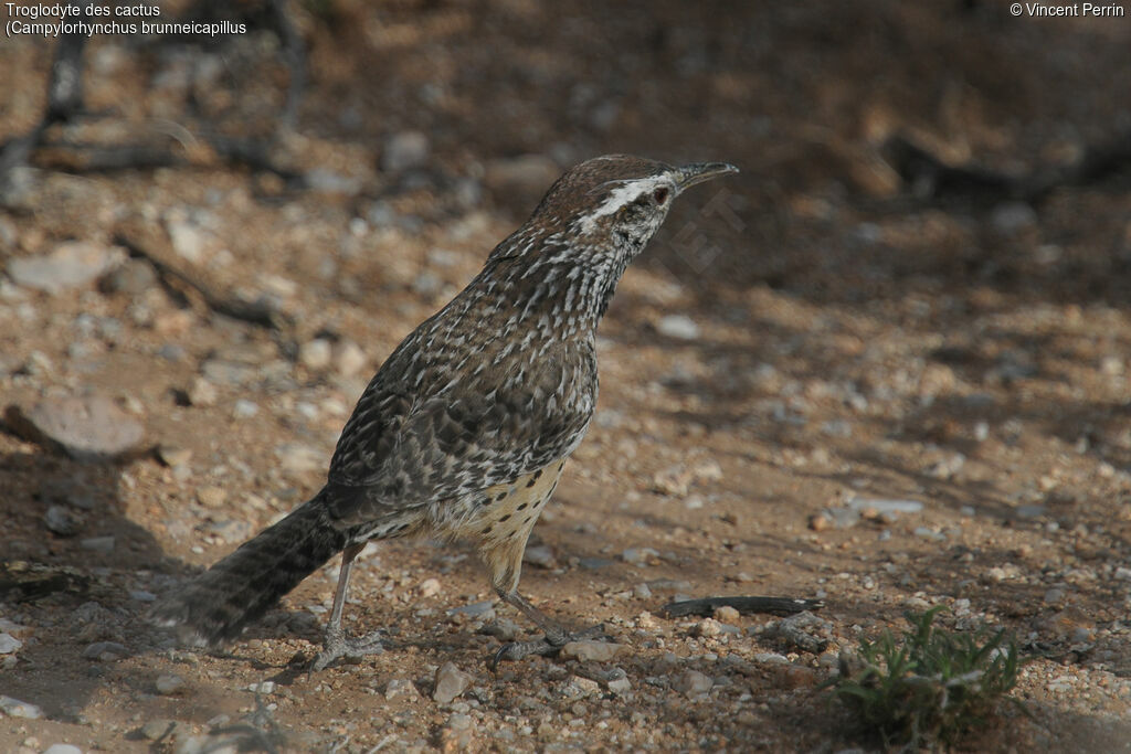 Cactus Wren