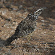 Cactus Wren