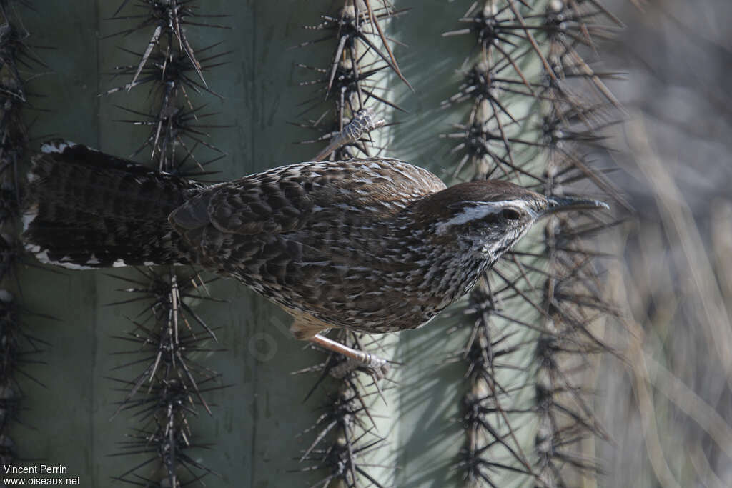 Cactus Wrenadult, close-up portrait