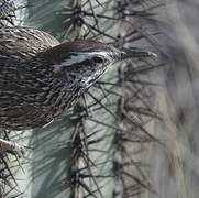 Troglodyte des cactus