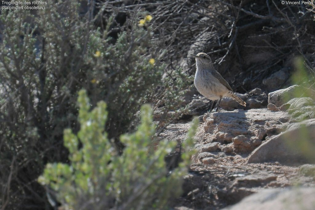 Rock Wren