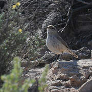 Rock Wren