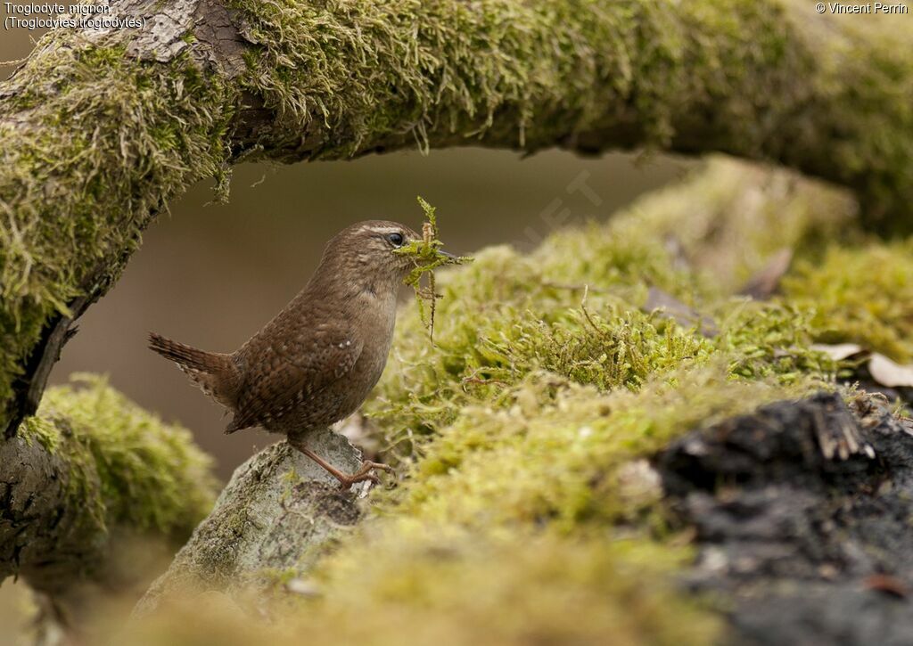 Eurasian Wrenadult, Reproduction-nesting