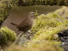 Eurasian Wren