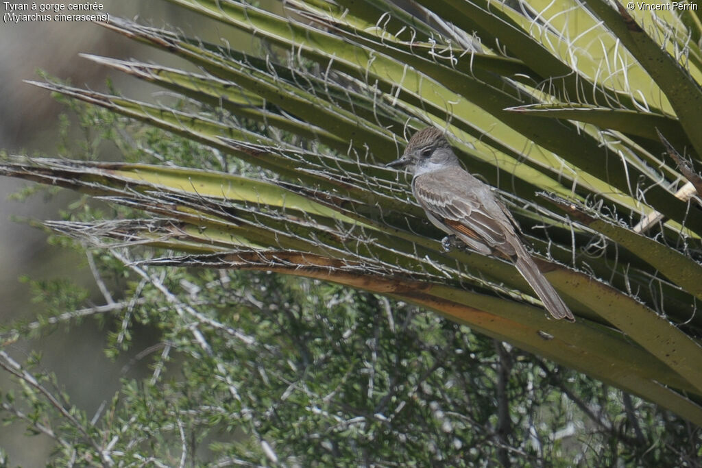 Ash-throated Flycatcheradult