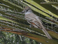 Ash-throated Flycatcher