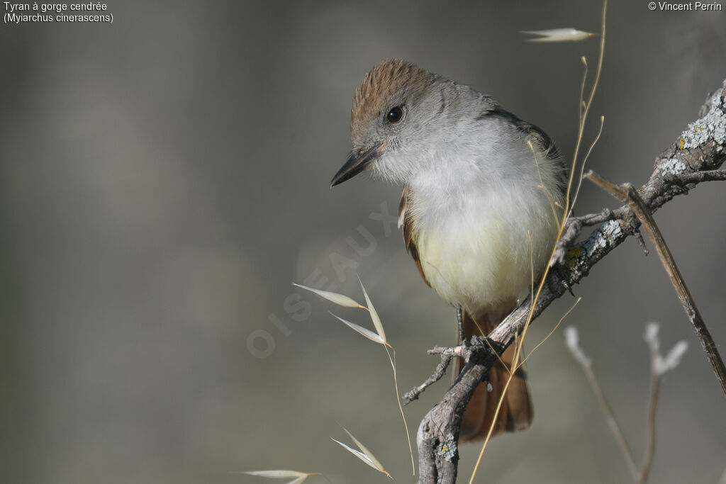 Ash-throated Flycatcher