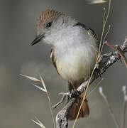 Ash-throated Flycatcher