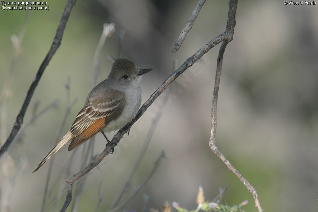 Ash-throated Flycatcher