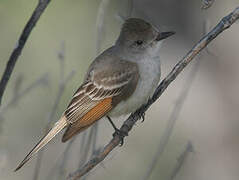 Ash-throated Flycatcher