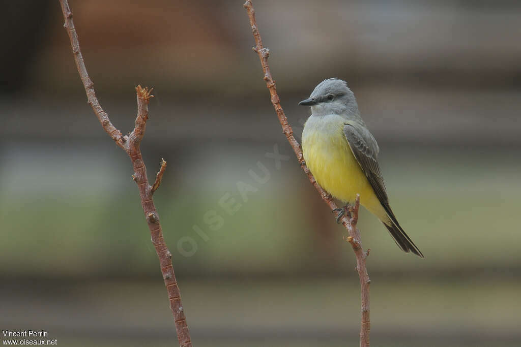 Western Kingbirdadult, identification