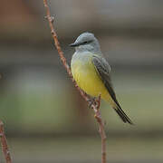 Western Kingbird