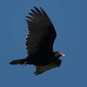 Turkey Vulture