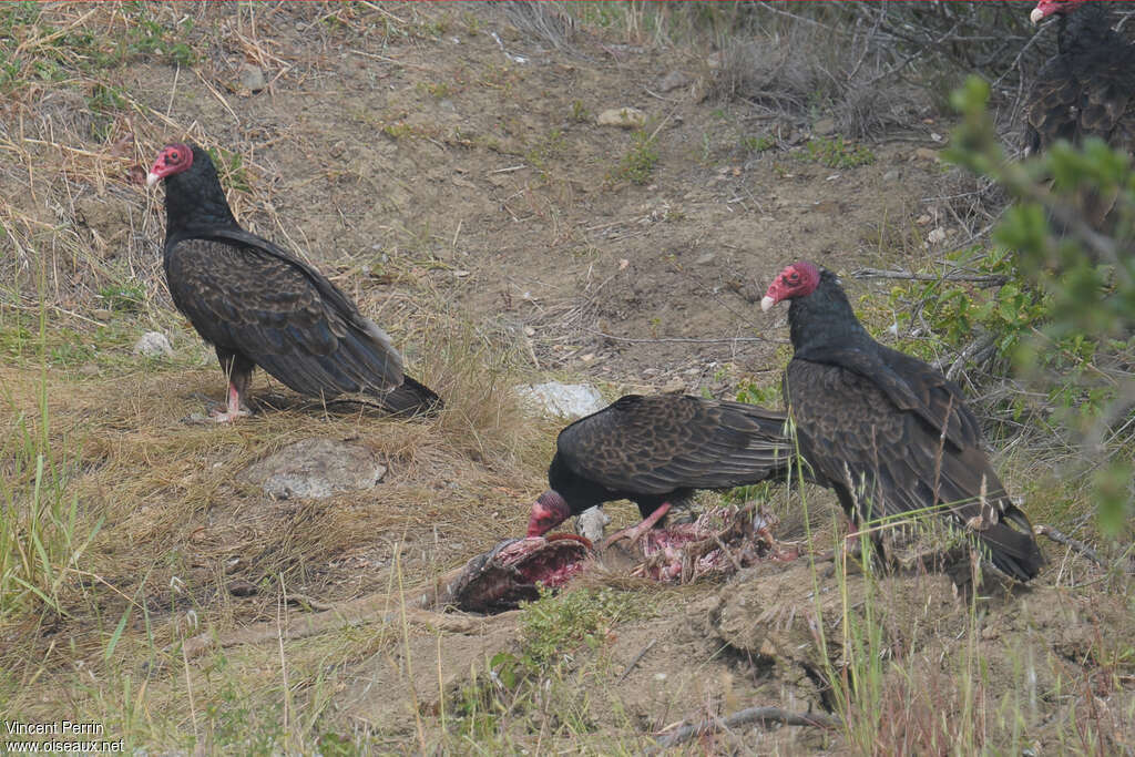 Urubu à tête rougeadulte, régime, mange