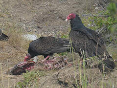 Turkey Vulture