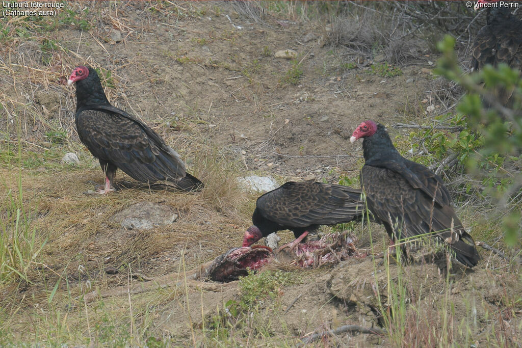 Urubu à tête rouge