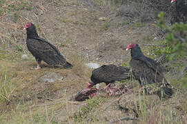 Turkey Vulture