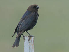 Brown-headed Cowbird