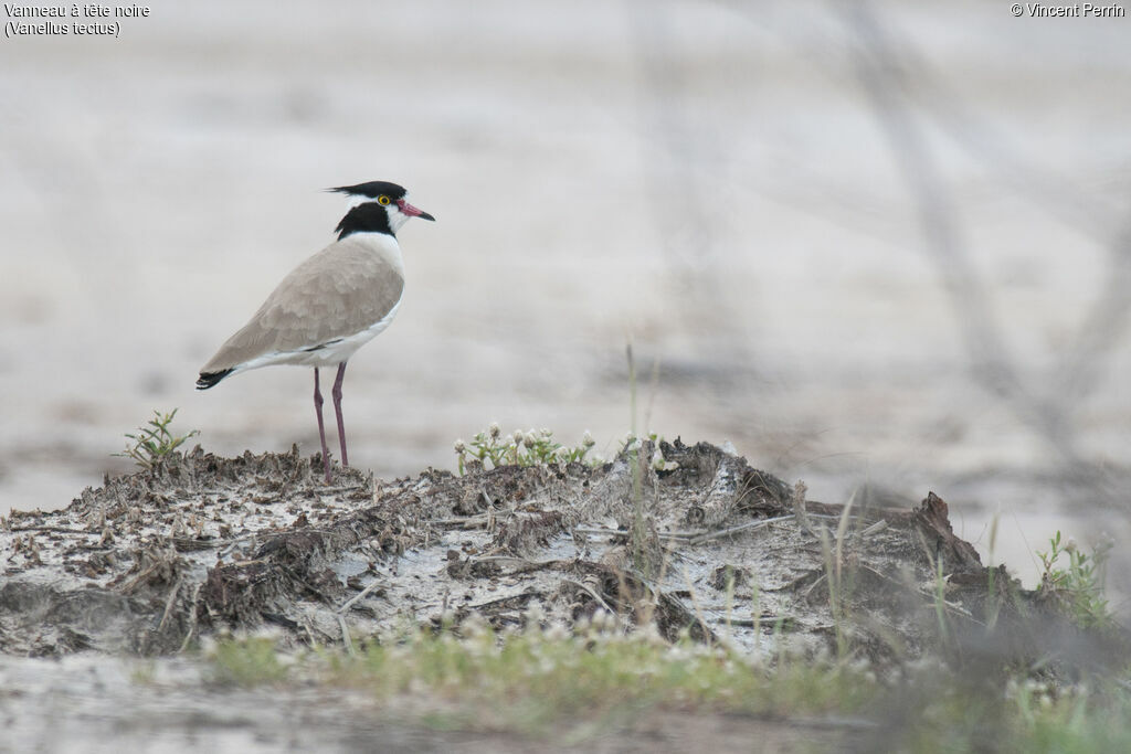 Black-headed Lapwingadult, close-up portrait, eats