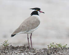 Black-headed Lapwing