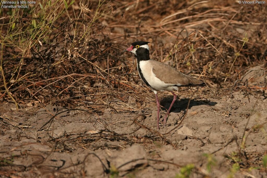 Black-headed Lapwingadult breeding, close-up portrait