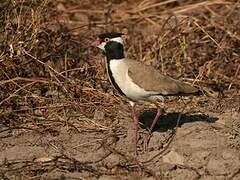 Black-headed Lapwing