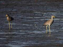 African Wattled Lapwing