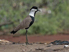 Spur-winged Lapwing