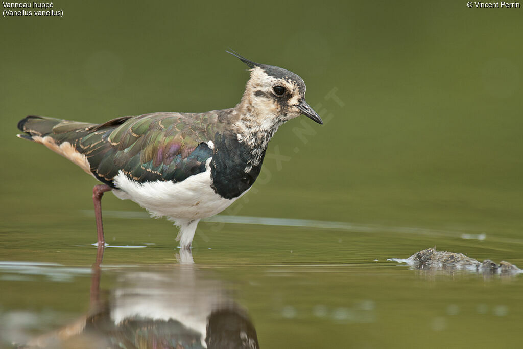 Northern Lapwingadult post breeding