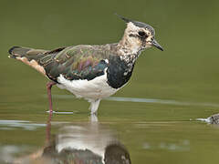 Northern Lapwing