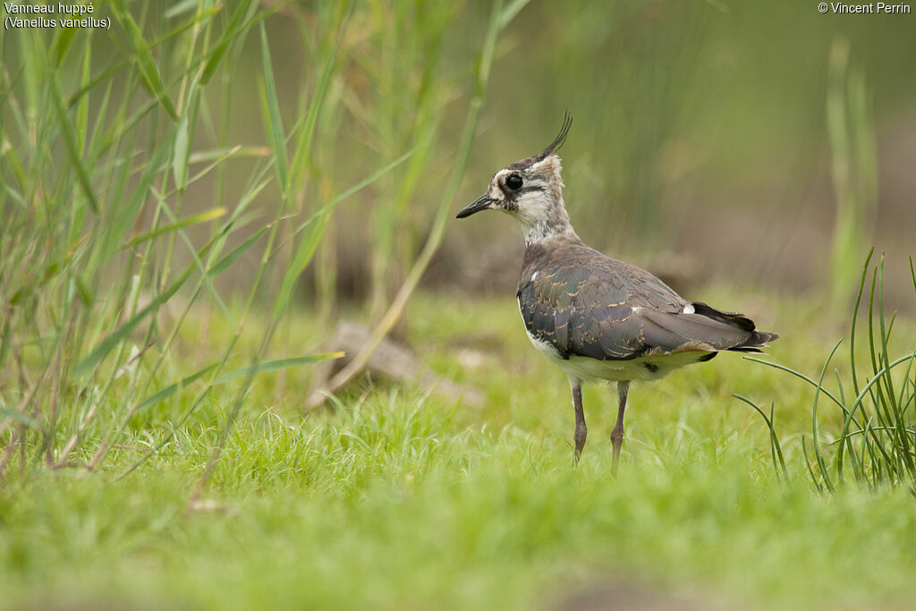 Northern Lapwing