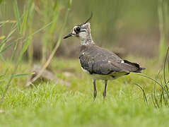 Northern Lapwing