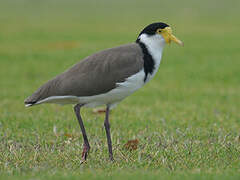 Masked Lapwing