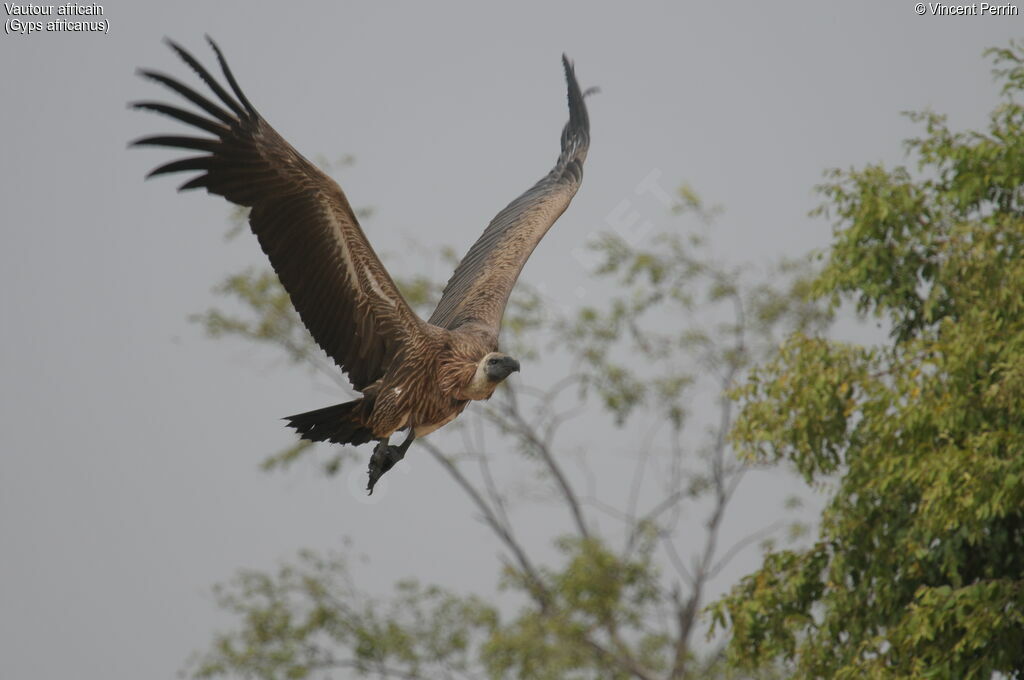 Vautour africainimmature