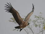 Vautour africain