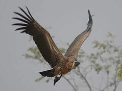 White-backed Vulture