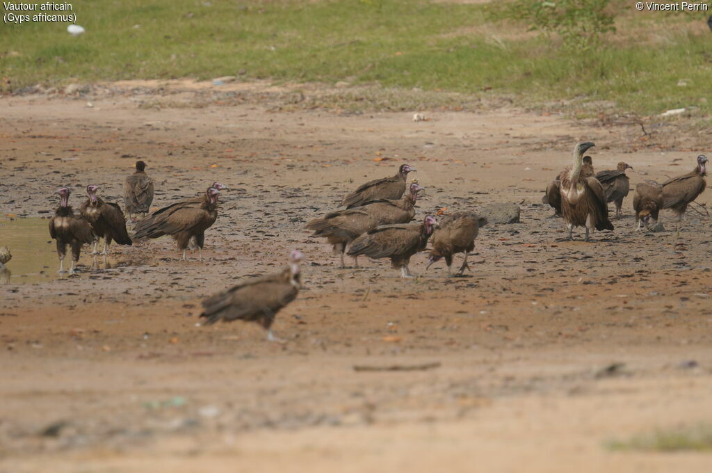 White-backed Vulture