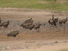 White-backed Vulture