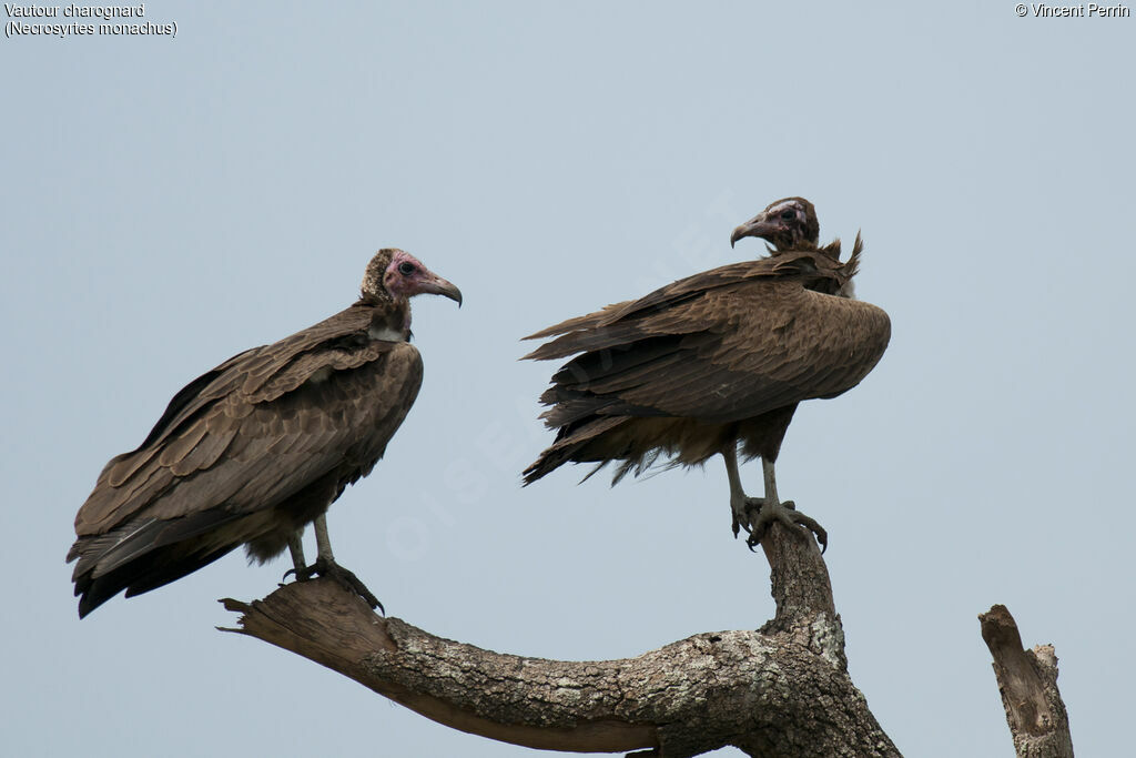 Hooded Vulture