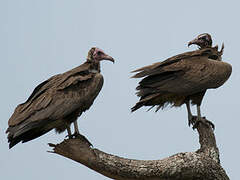 Hooded Vulture