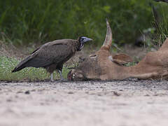 Hooded Vulture