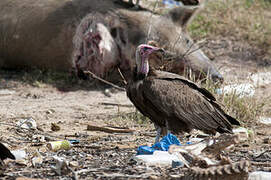 Hooded Vulture