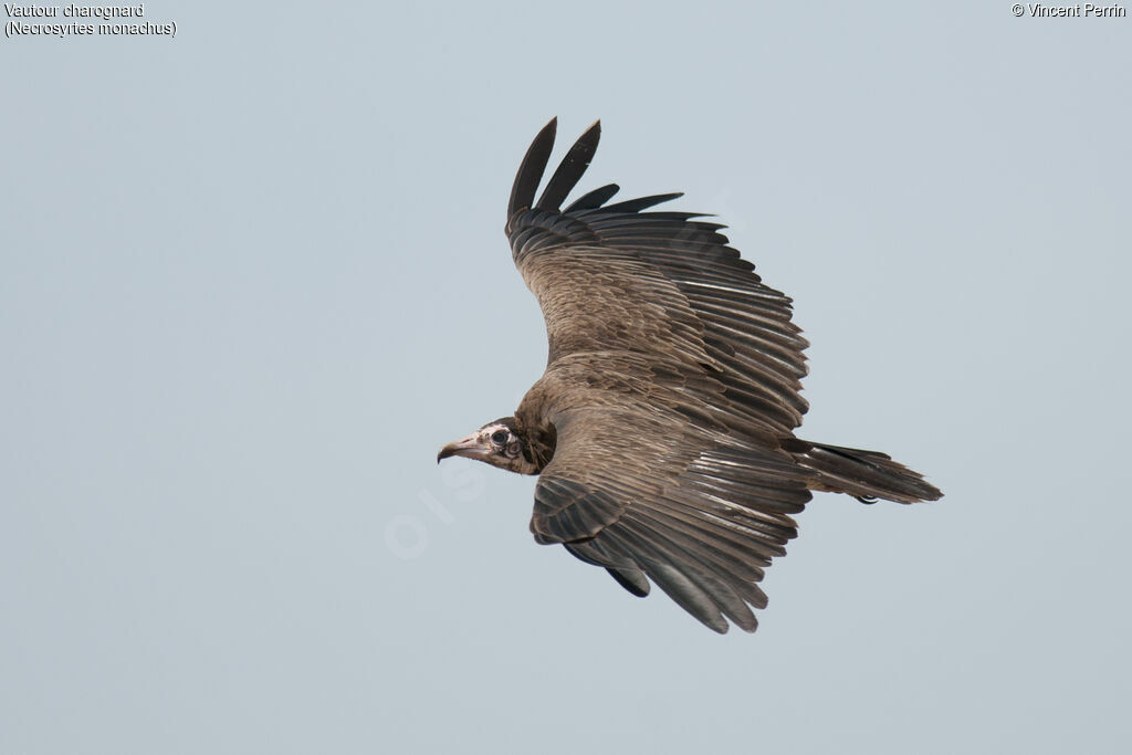 Hooded Vulture