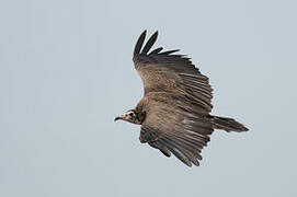 Hooded Vulture